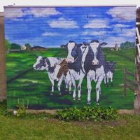 muurschildering koeien